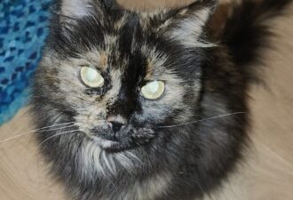 “QuiQui” – 10 year old DMH Tortie – Senior owner passed away sadly (Pipers sister)
