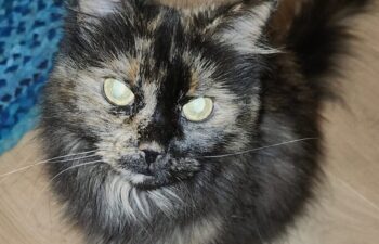“QuiQui” – 10 year old DMH Tortie – Senior owner passed away sadly (Pipers sister) “QuiQui” – 10 year old DMH Tortie – Senior owner passed away sadly (Pipers sister)