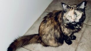 “Piper” – beautiful DMH female tortie – sadly, her owner passed away recently (QuiQui’s sister) “Piper” – beautiful DMH female tortie – sadly, her owner passed away recently (QuiQui’s sister)