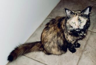 “Piper” – beautiful DMH female tortie – sadly, her owner passed away recently (QuiQui’s sister) “Piper” – beautiful DMH female tortie – sadly, her owner passed away recently (QuiQui’s sister)