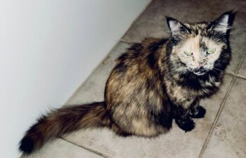 “Piper” – beautiful DMH female tortie – sadly, her owner passed away recently (QuiQui’s sister) “Piper” – beautiful DMH female tortie – sadly, her owner passed away recently (QuiQui’s sister)