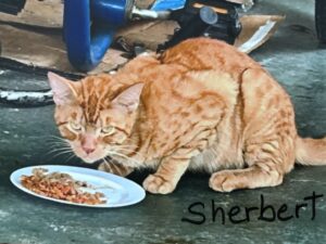Sherbert