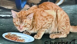 “Sherbert” – FOSTER NEEDED THROUGH SURGERY