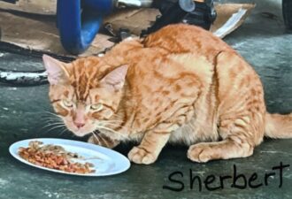 “Sherbert” – FOSTER NEEDED THROUGH SURGERY