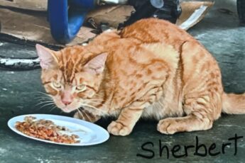 Sherbert