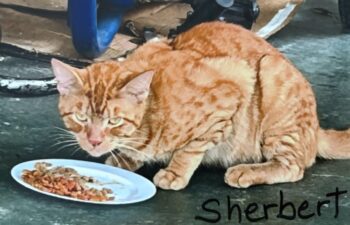 “Sherbert” – FOSTER NEEDED THROUGH SURGERY “Sherbert” – FOSTER NEEDED THROUGH SURGERY
